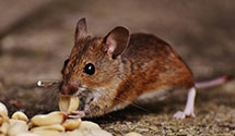 24 Hour & Emergency Exterminators in Statesville, NC